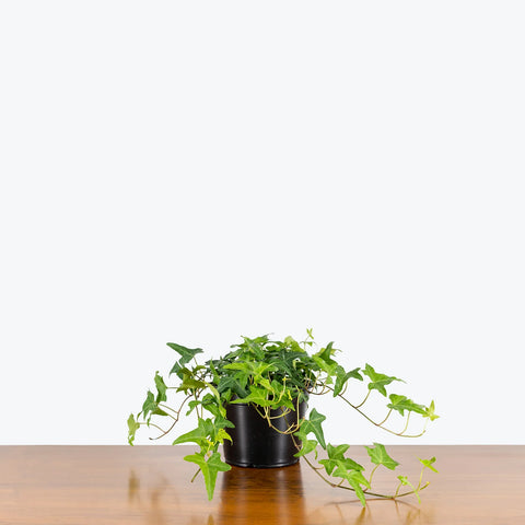 English Ivy