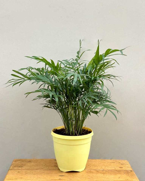Parlour Palm