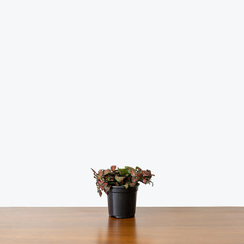 Fittonia Red Nerve