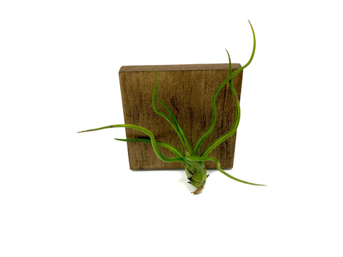 Tillandsia Bulbosa