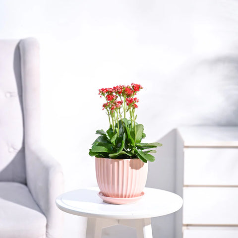 Kalanchoe Red