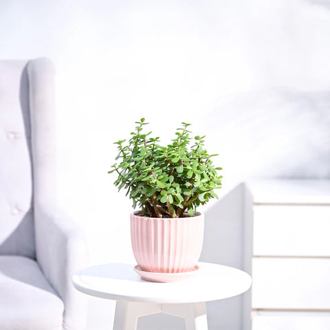 Jade Mini