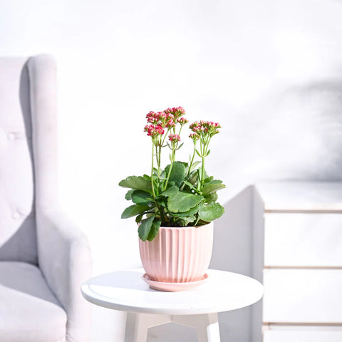 Kalanchoe - Pink