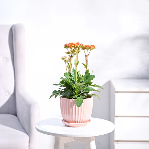 Kalanchoe Orange