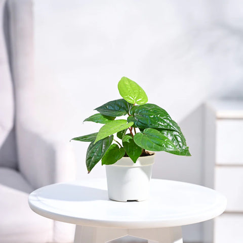 Betel Leaf