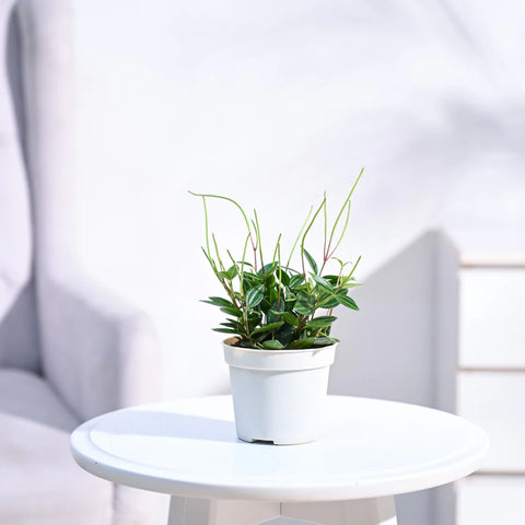 Peperomia Angulata