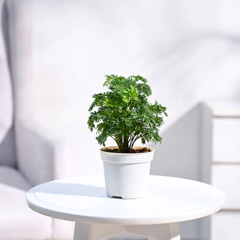Aralia Golden