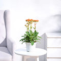 Kalanchoe Orange