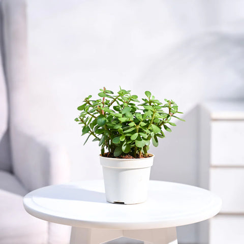 Jade Mini