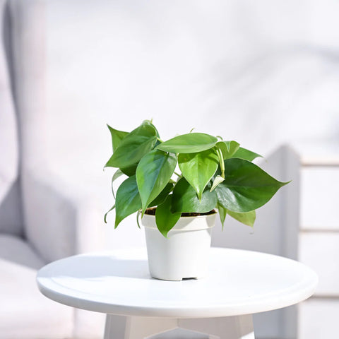 Philodendron Oxycardium Green