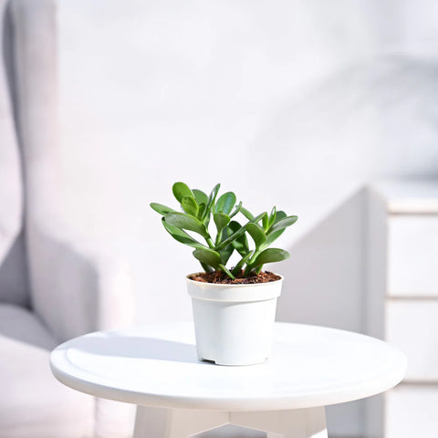 Crassula Ovata