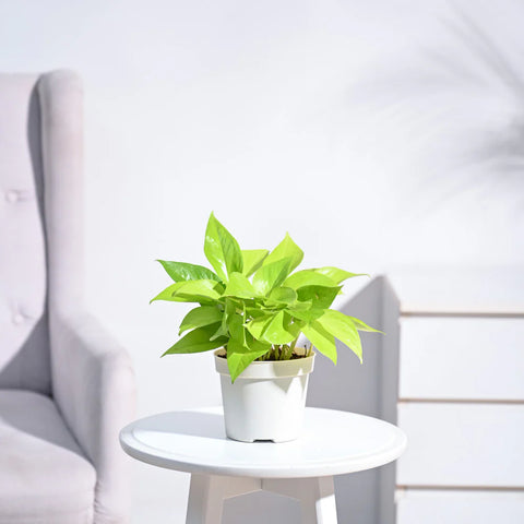 Money Plant Golden