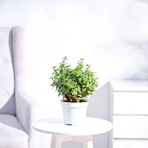 Jade Mini