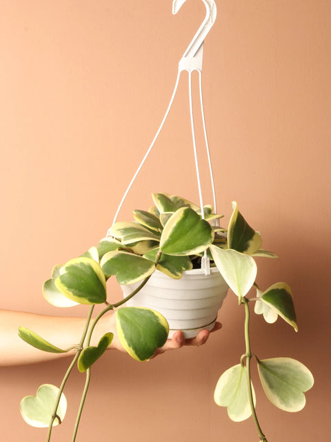 Heart Hoya - Variegated