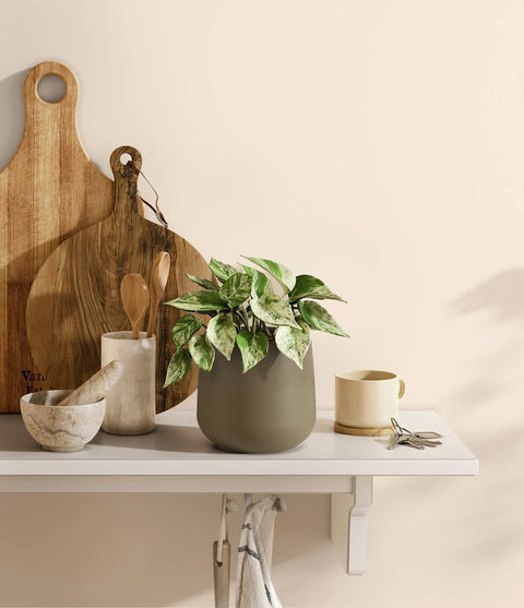 Money Plant Marble