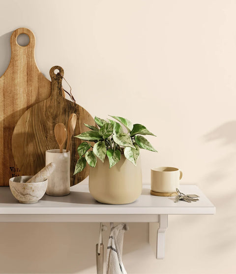 Money Plant Marble