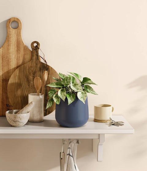 Money Plant Marble