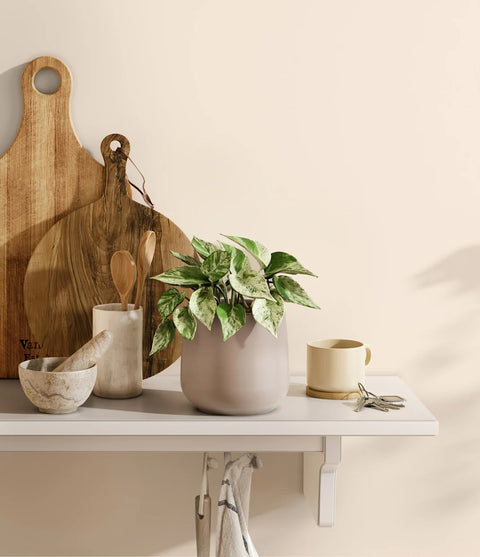 Money Plant Marble