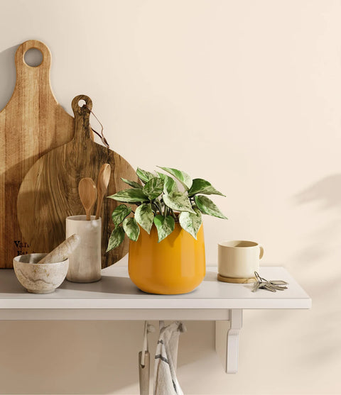 Money Plant Marble