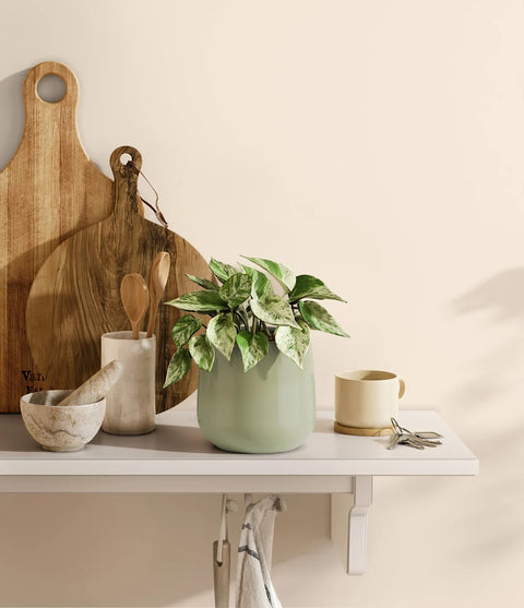 Money Plant Marble