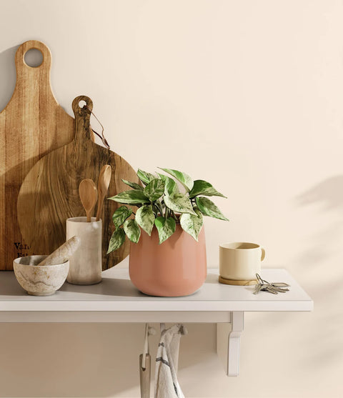 Money Plant Marble