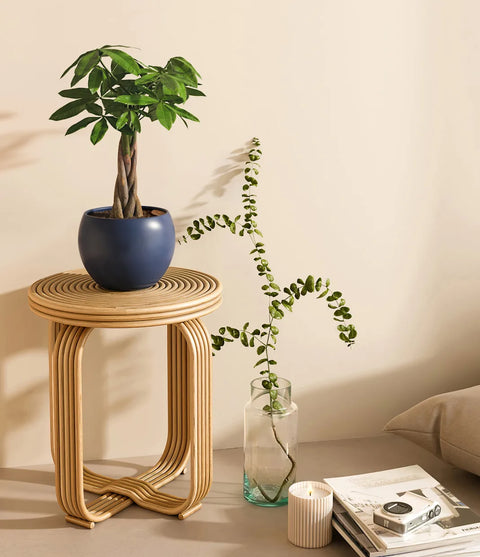 Money Tree