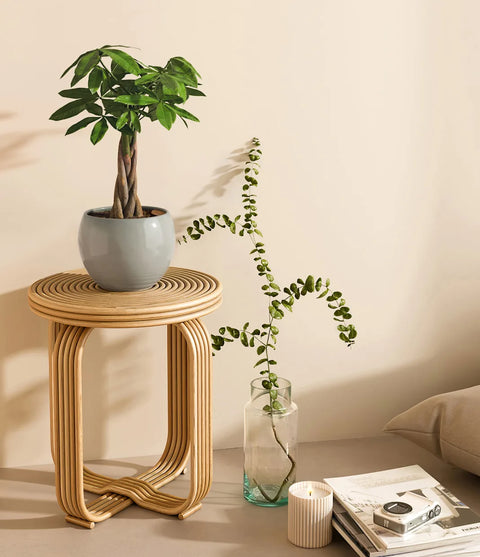Money Tree
