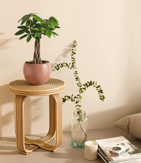 Money Tree