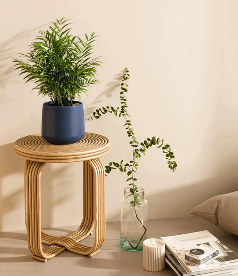 Parlour Palm