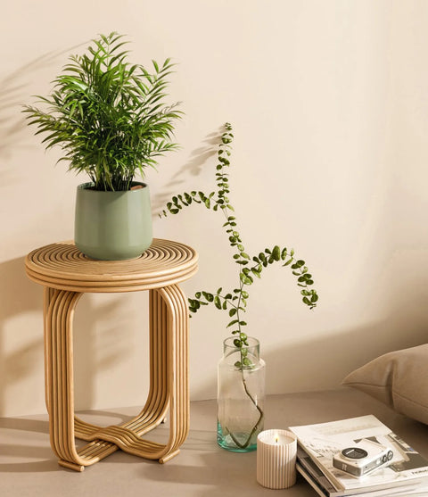 Parlour Palm