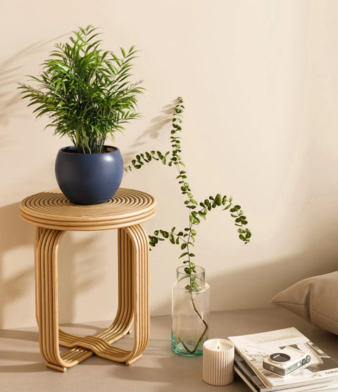 Parlour Palm