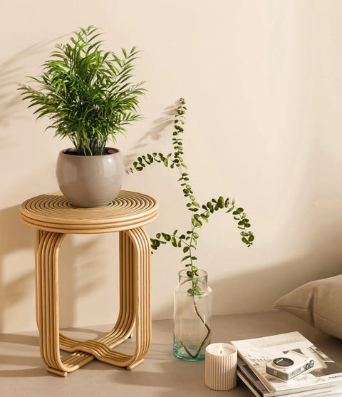 Parlour Palm