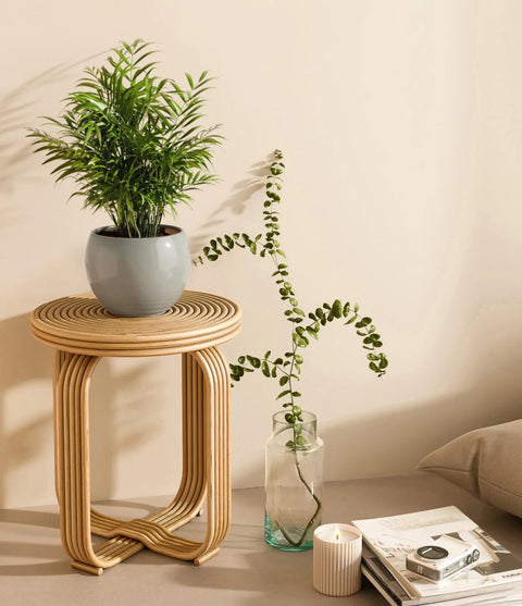 Parlour Palm
