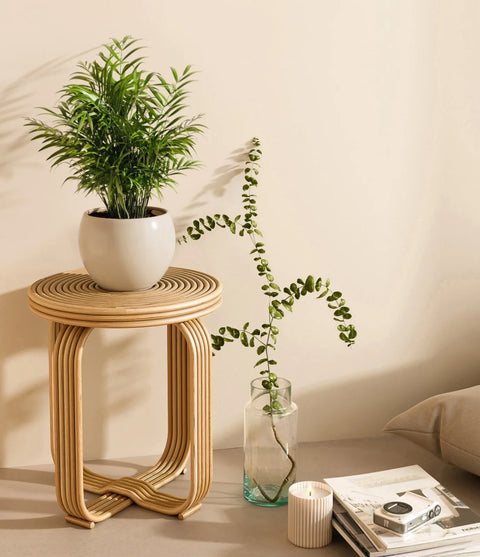 Parlour Palm