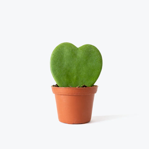 Heart Hoya