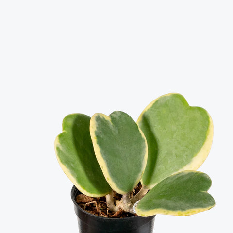 Heart Hoya - Variegated