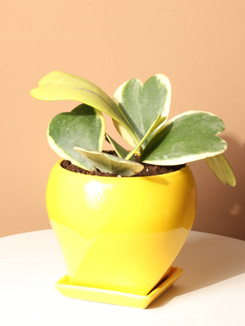 Heart Hoya - Variegated