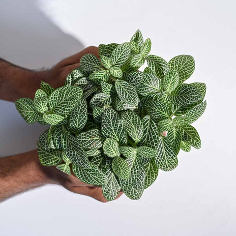 Fittonia White Nerve - Big Leaf
