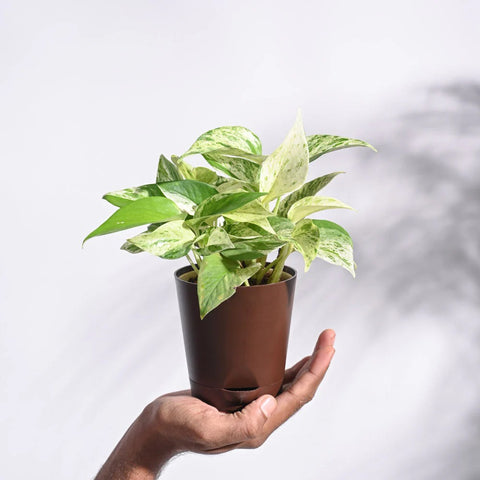 Money Plant Marble