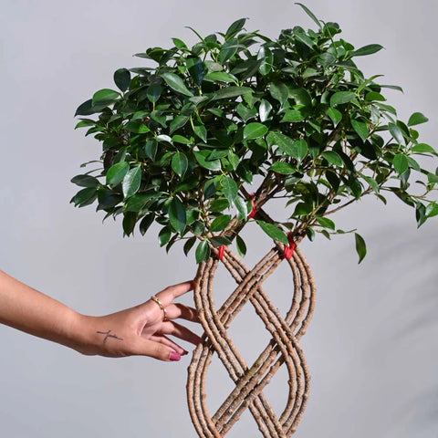 Ficus Microcarpa - Netted XL