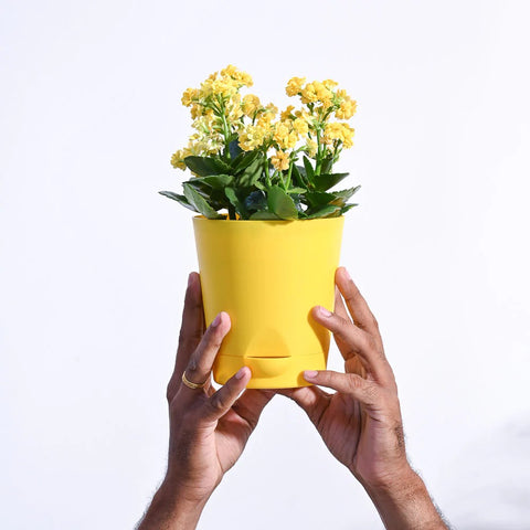 Kalanchoe - Yellow