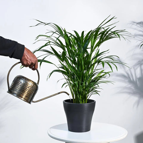 Areca Palm
