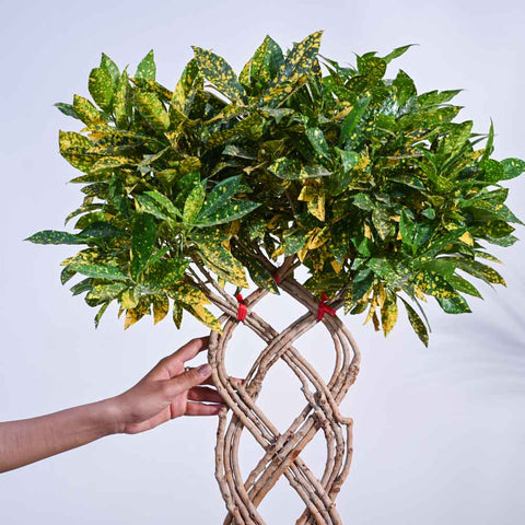 Lemon Twist - Netted XL