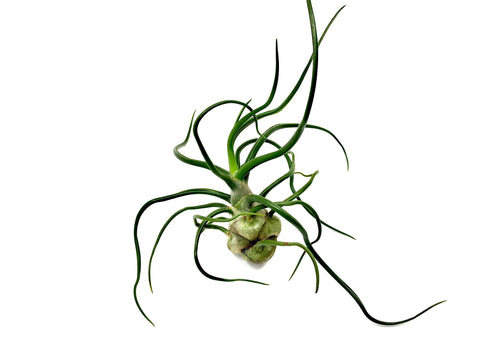Tillandsia Bulbosa