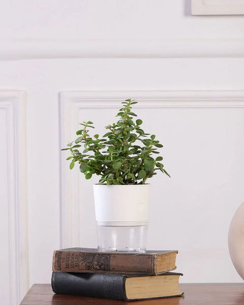 Jade Mini
