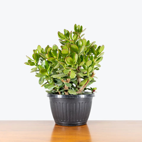 Crassula Ovata