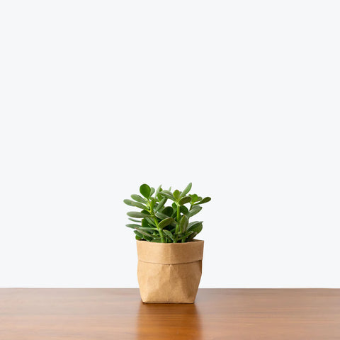 Crassula Ovata