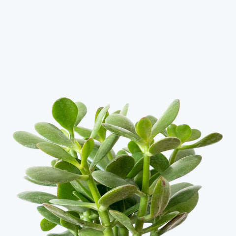 Crassula Ovata