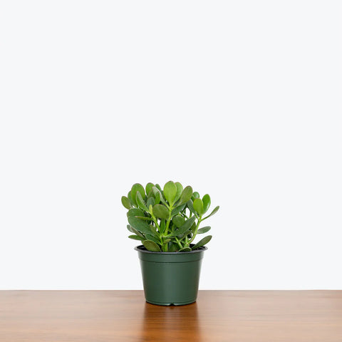 Crassula Ovata