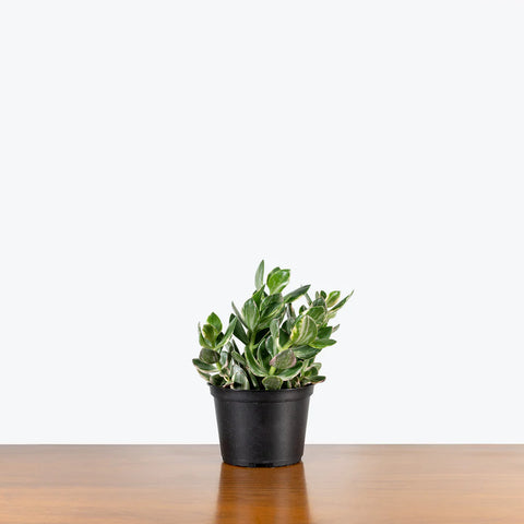 Crassula Ovata Variegated